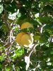 002_San Anton Gardens.jpg